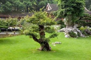 ogród bonsai 2226 fototapeta