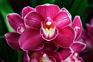 różowa orchidea 1338 fototapeta