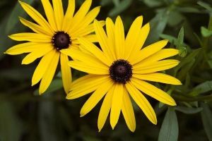 rudbekia błyskotliwa 1383 fototapeta