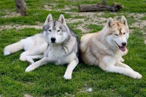 psy Husky 1741 fototapeta
